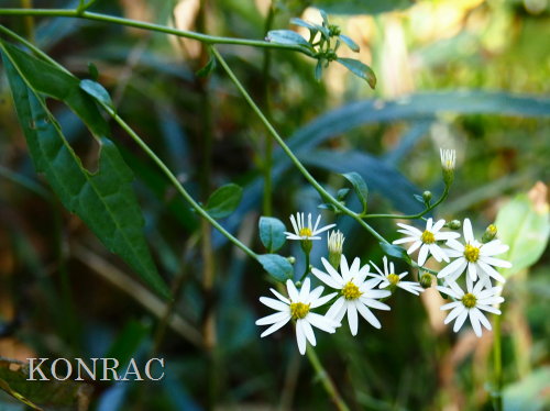 �V�������i